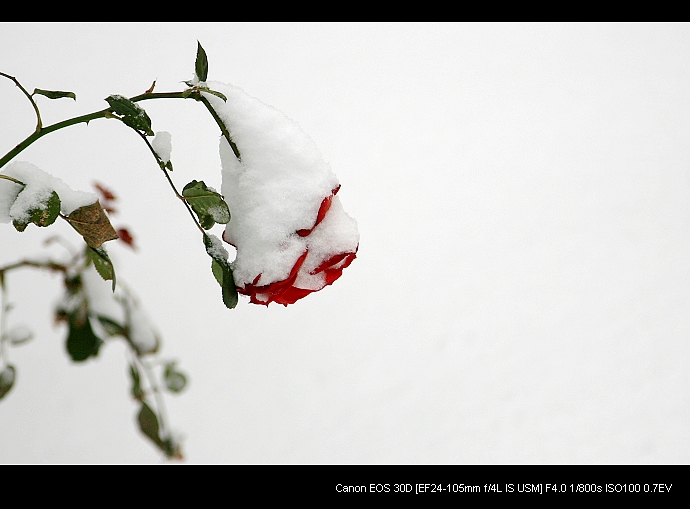 雪后