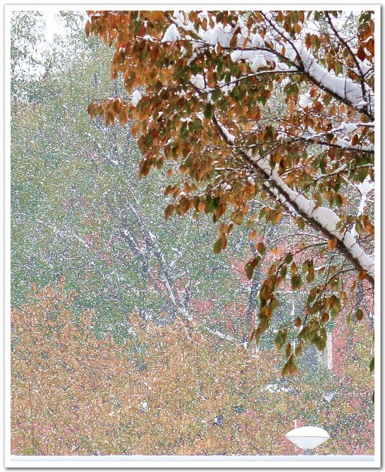 下雪了，转悠转悠。