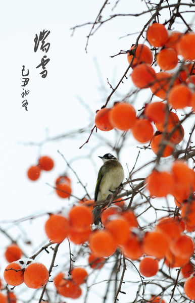 观飞鸟 赏落雪 闻果香