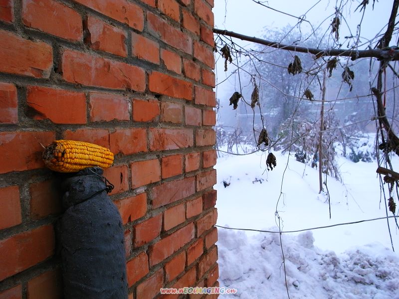 雪