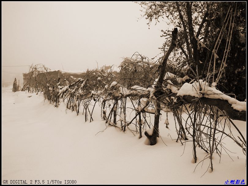 雪