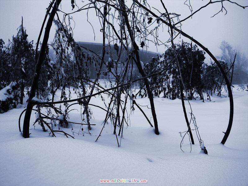 雪