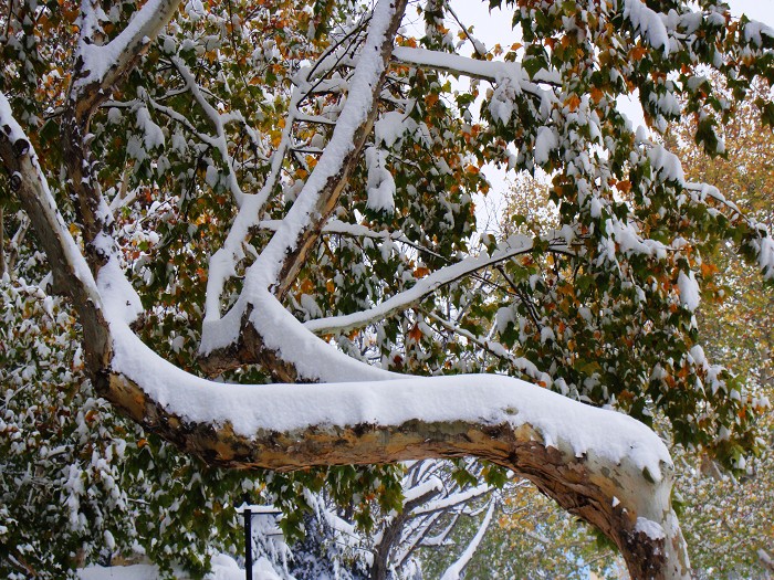 丰年好大雪