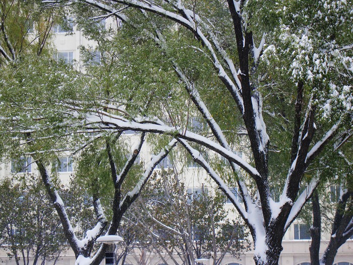 丰年好大雪