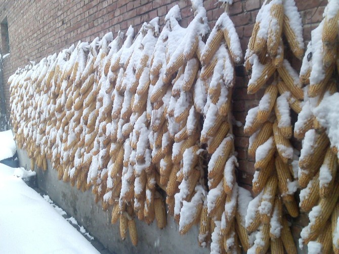 下雪了临时用手机拍了两张
