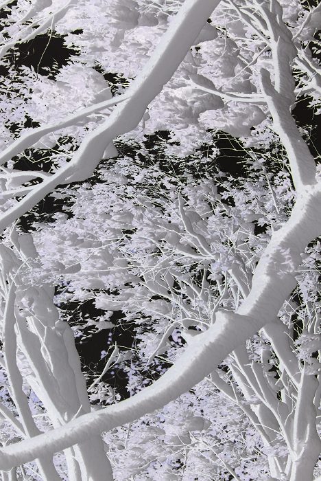 [原创]2009 新蕾雪韵