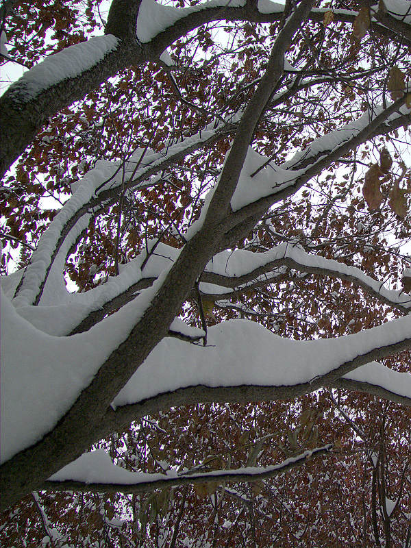 第一次学拍雪景