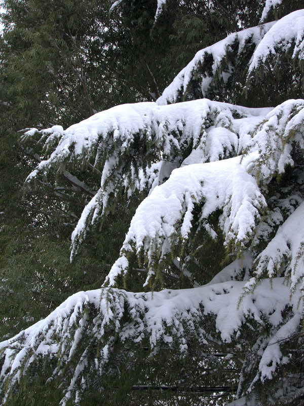 第一次学拍雪景