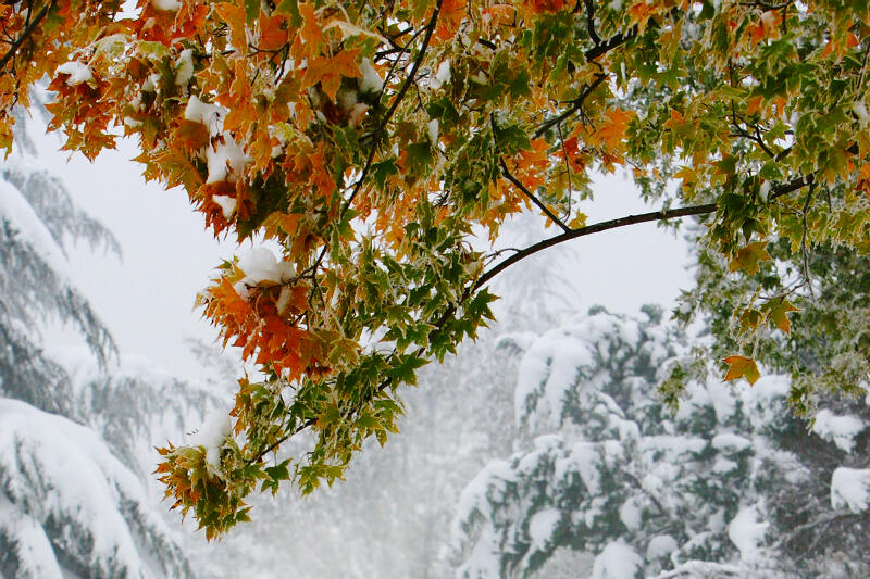 龙城初雪