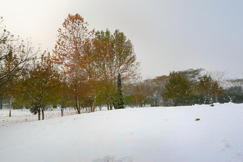 龙城初雪