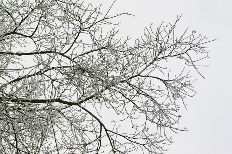 龙城初雪