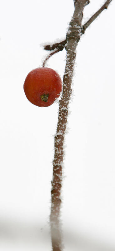 龙城初雪