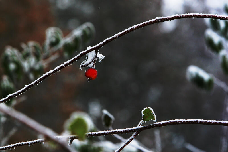 龙城初雪