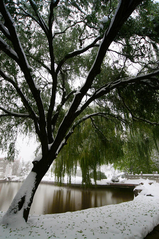 龙城初雪