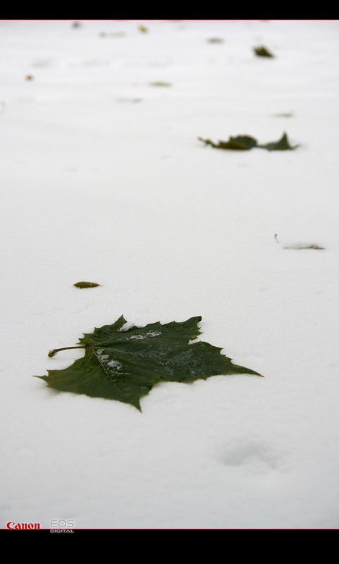 2009年的第一场雪