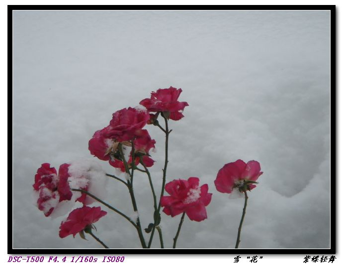 雪“花”