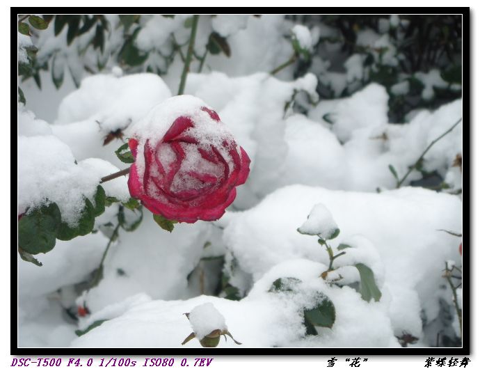 雪“花”
