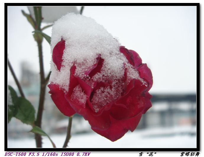 雪“花”