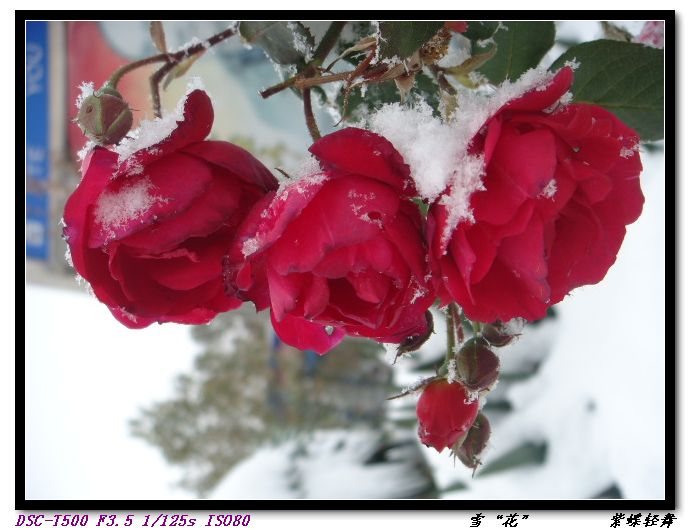 雪“花”