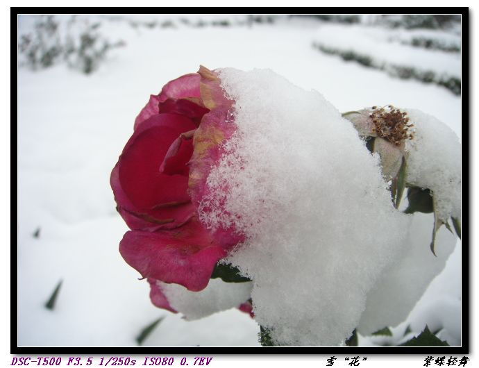 雪“花”