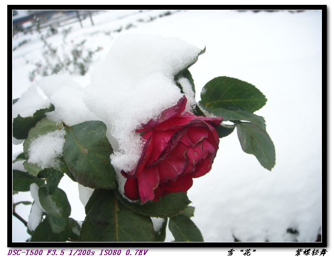 雪“花”
