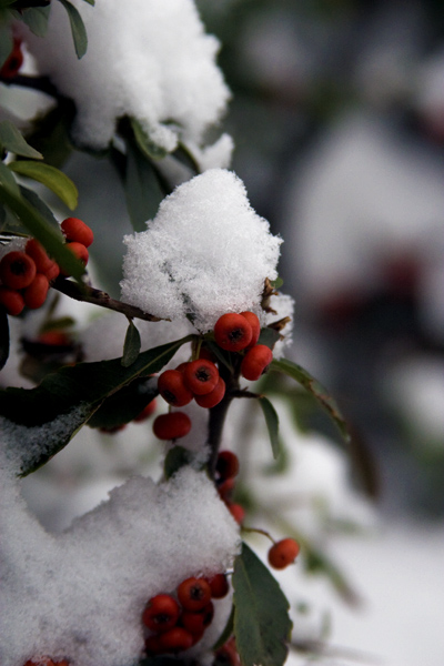 [原创]雪景小片