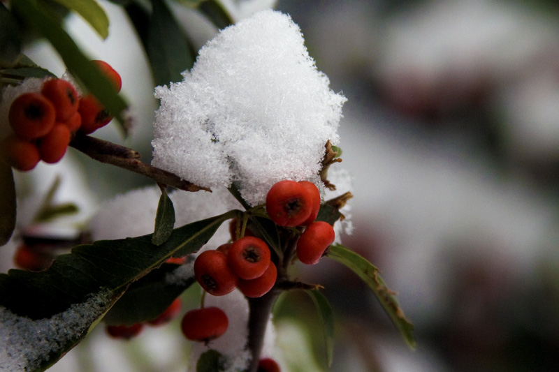 [原创]雪景小片