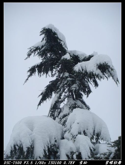雪松