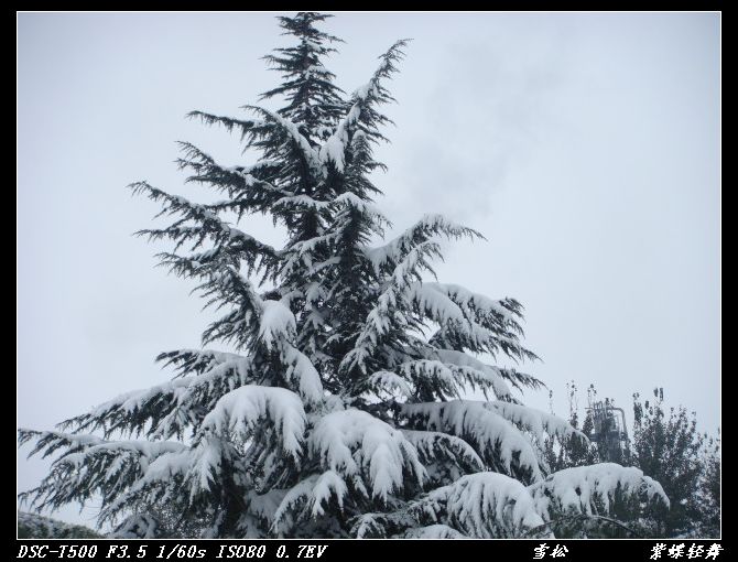 雪松