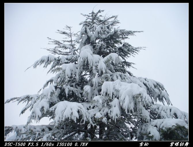雪松