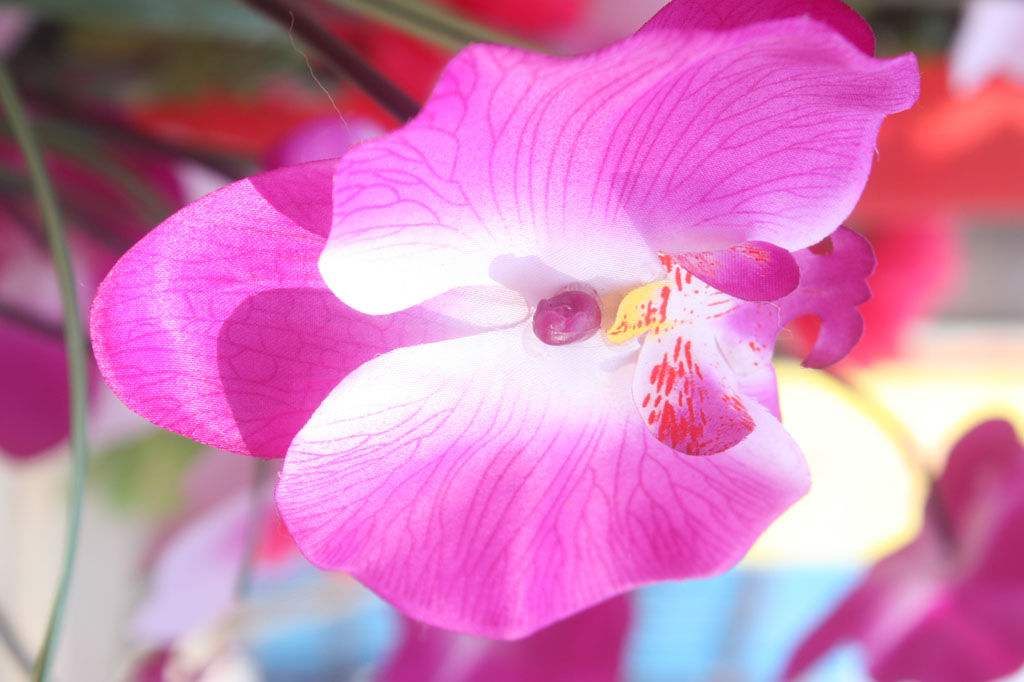 塑料花的风采