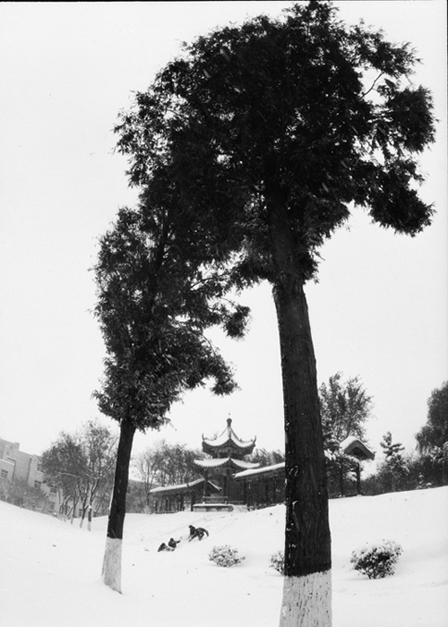 雪景小片——各位都发的差不多了，俺也发两张玩玩儿~