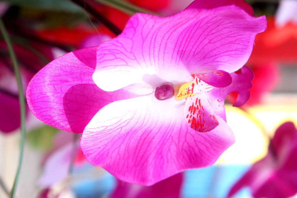 塑料花的风采