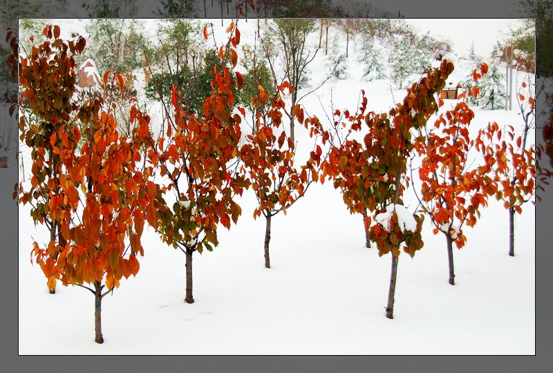 雪后.....濮上园小景