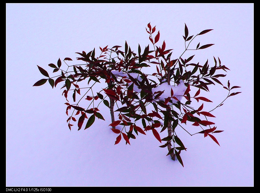 雪后.....濮上园小景