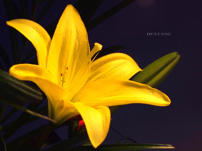 花谱作业