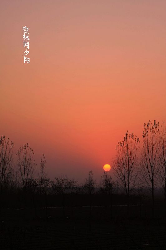 空林望夕阳