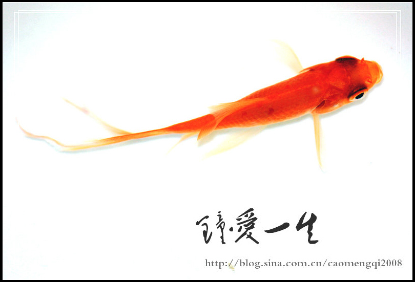 红色的精灵
