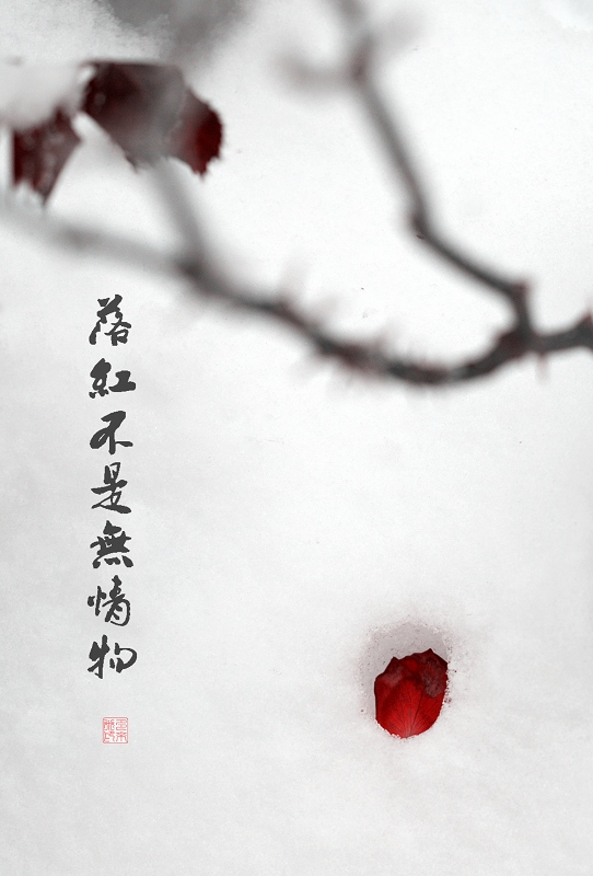 落红