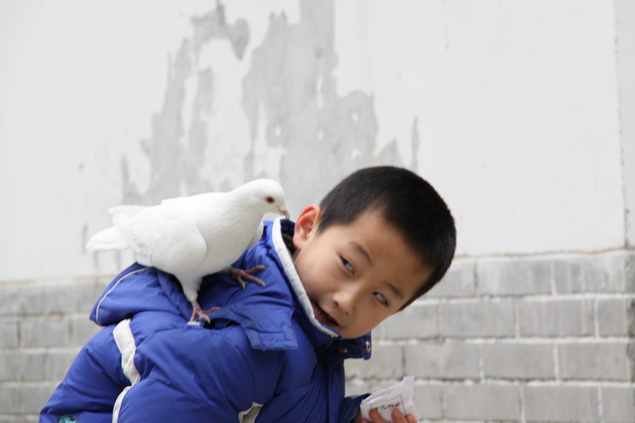 童趣之鸽子