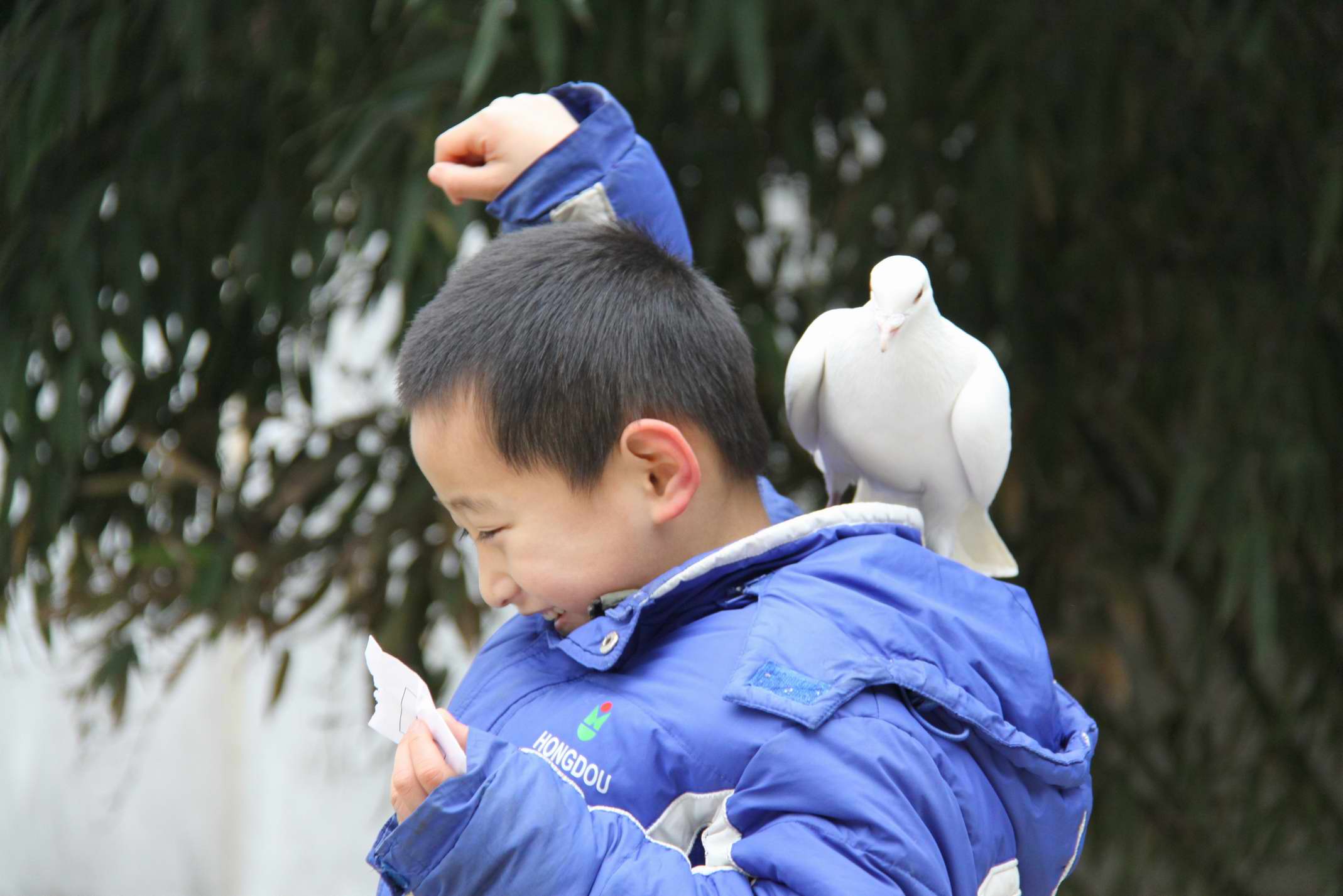童趣之鸽子