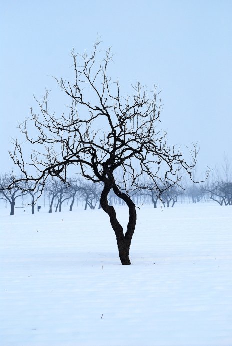 雪----树之舞