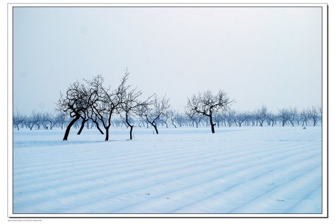 雪----树之舞