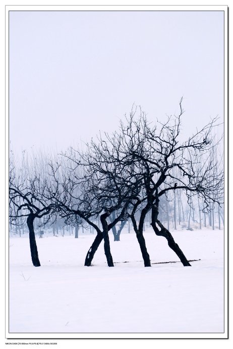 雪----树之舞