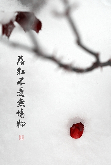 落红不是无情物