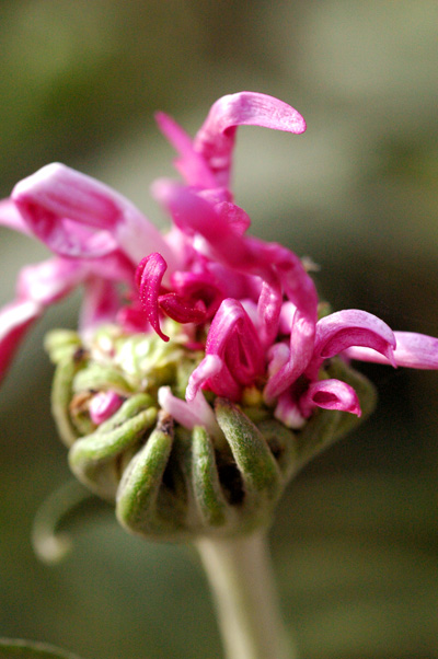 寒菊