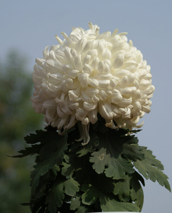 俺也来几张菊花