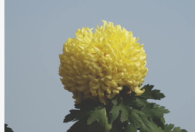 俺也来几张菊花