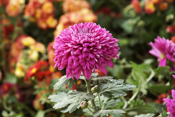 俺也来几张菊花