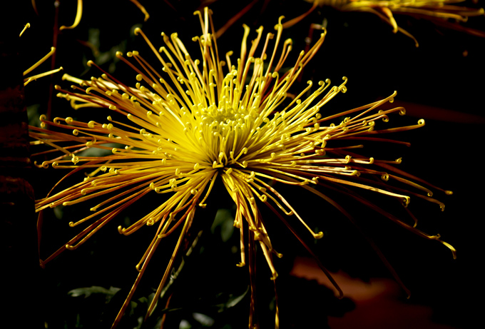俺也来几张菊花